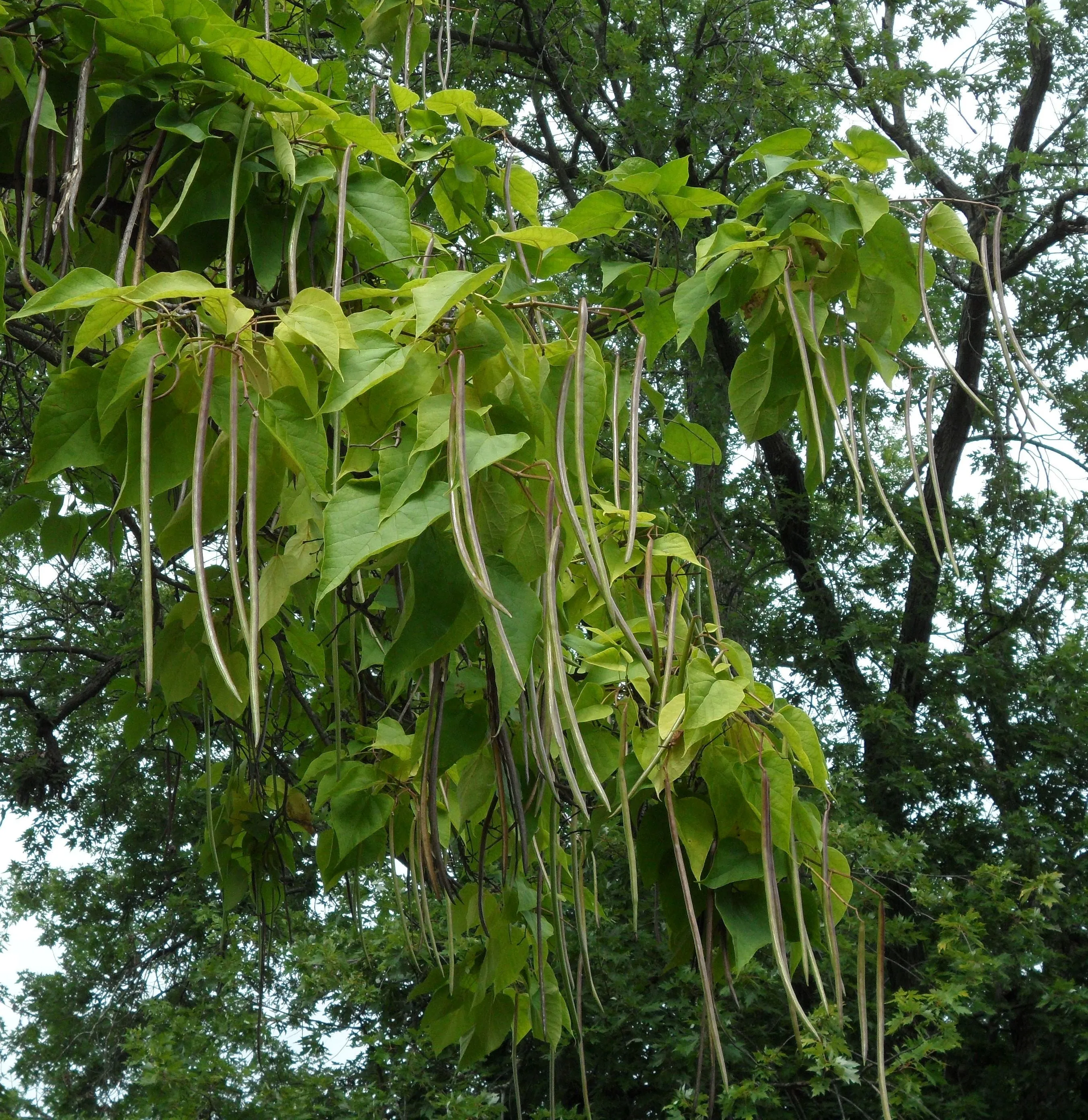 Northern Catalpa Catalpa speciosa 100 Seeds   USA Company