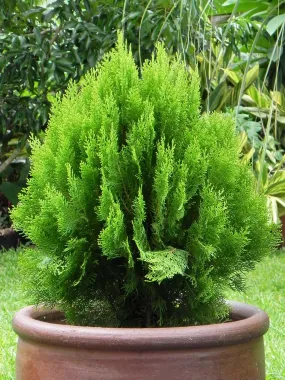 Oriental Arborvitae Platycladus orientalis 100 Seeds  USA Company