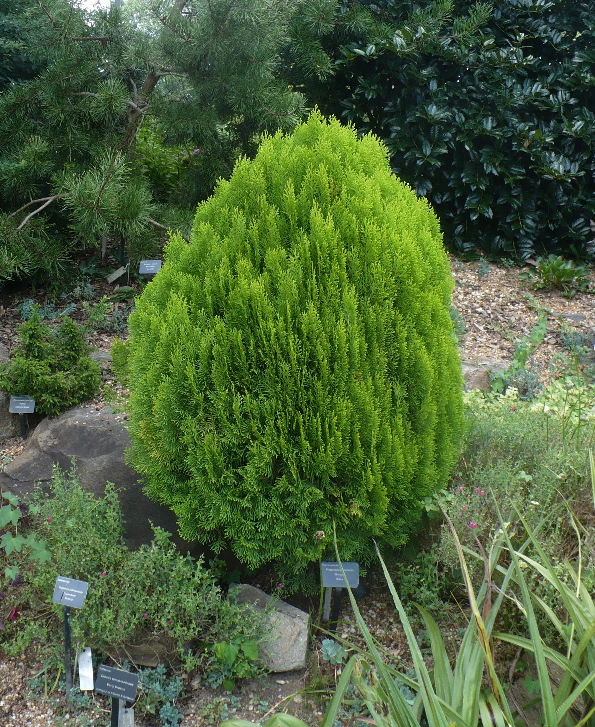 Oriental Arborvitae Platycladus orientalis 100 Seeds  USA Company