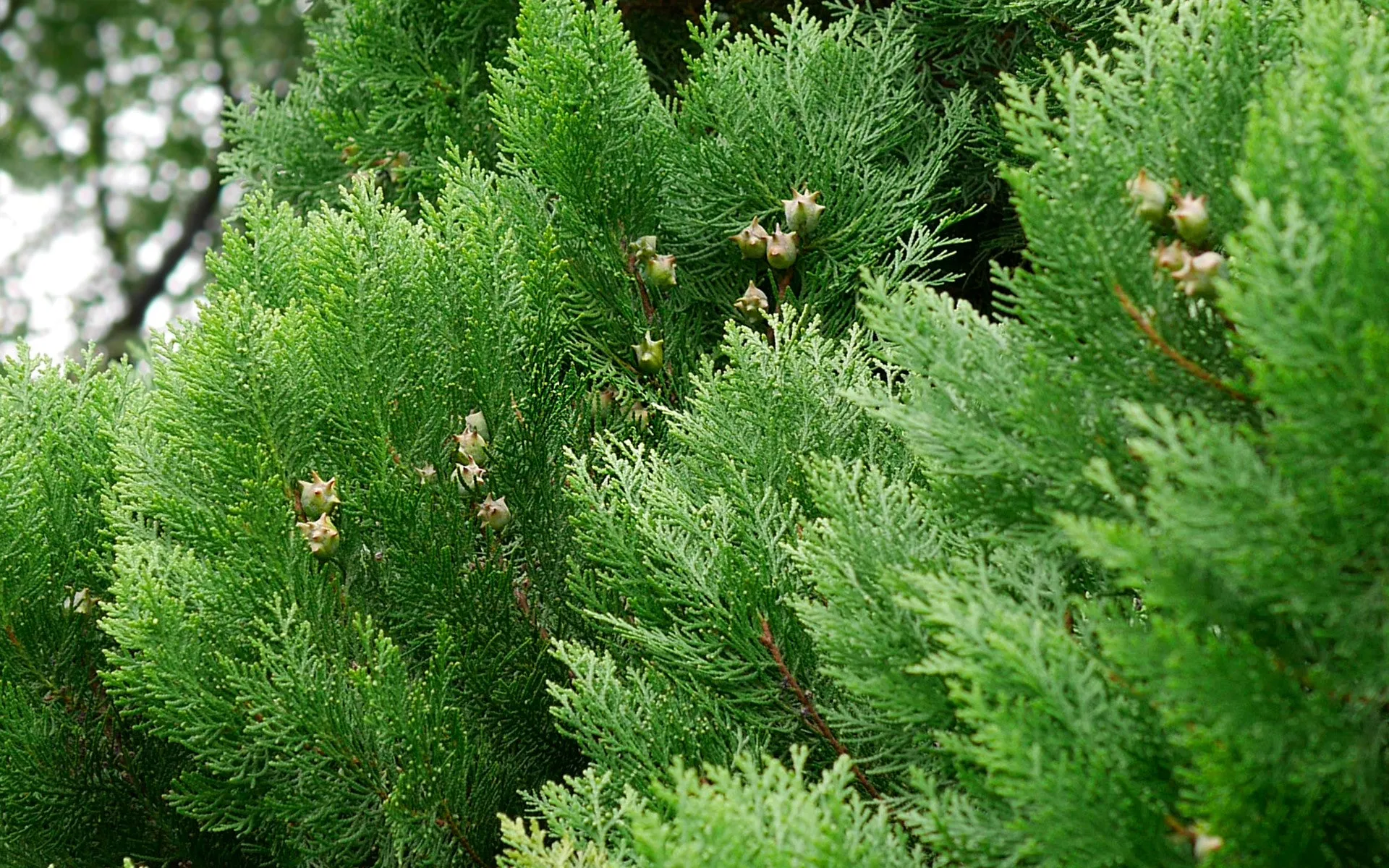 Oriental Arborvitae Platycladus orientalis 100 Seeds  USA Company