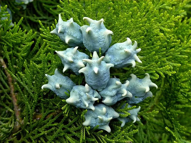 Oriental Arborvitae Platycladus orientalis 100 Seeds  USA Company