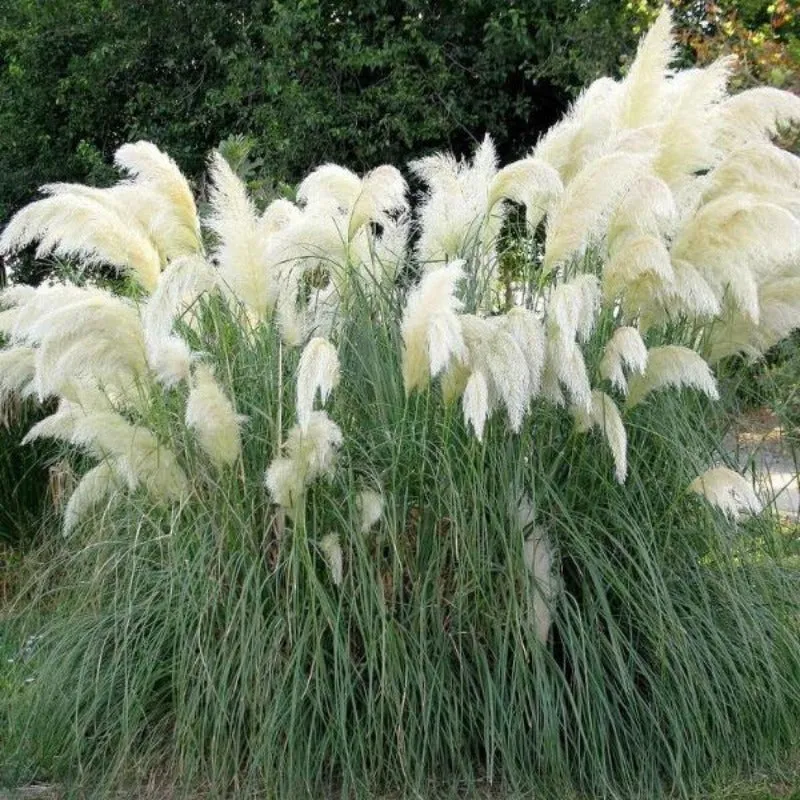 Pampas Grass Seeds - Cortaderia Selloana - Ornamental Home Garden Plants