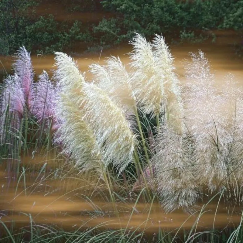 Pampas Grass Seeds - Cortaderia Selloana - Ornamental Home Garden Plants