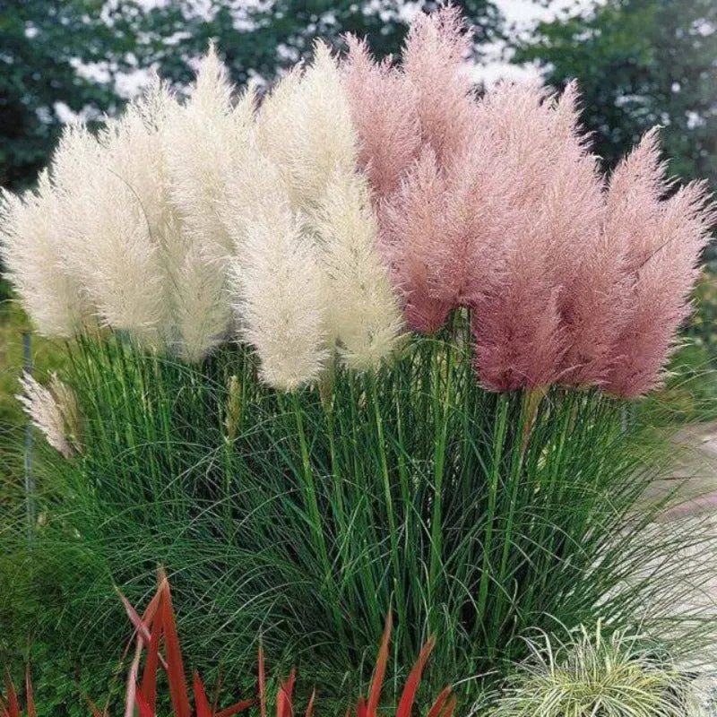 Pampas Grass Seeds - Cortaderia Selloana - Ornamental Home Garden Plants