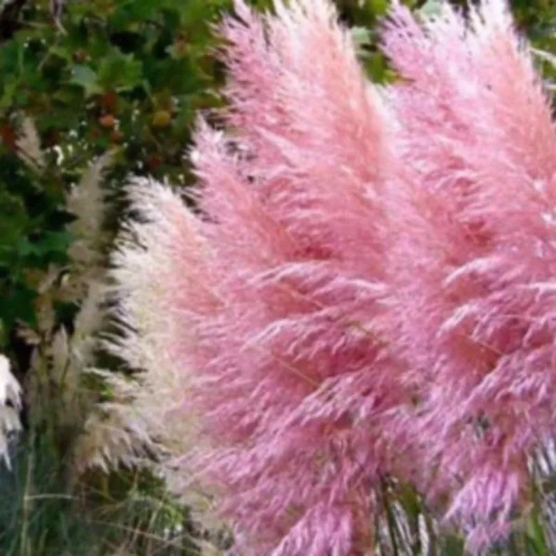 Pampas Grass Seeds - Cortaderia Selloana - Ornamental Home Garden Plants
