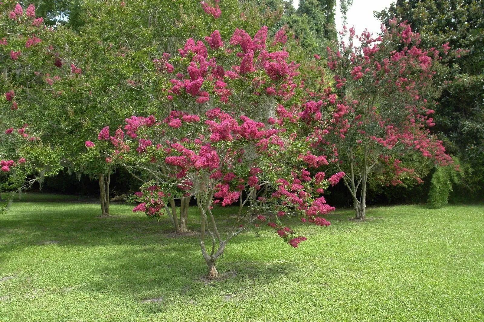 Pink Crape Myrtle Lagerstroemia indica 100 Seeds  USA Company