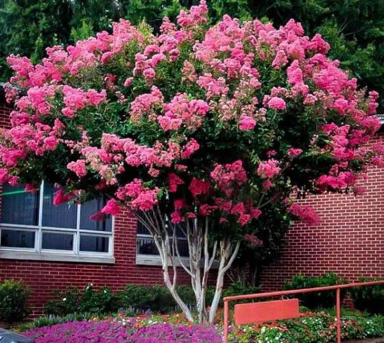 Pink Crape Myrtle Lagerstroemia indica 100 Seeds  USA Company