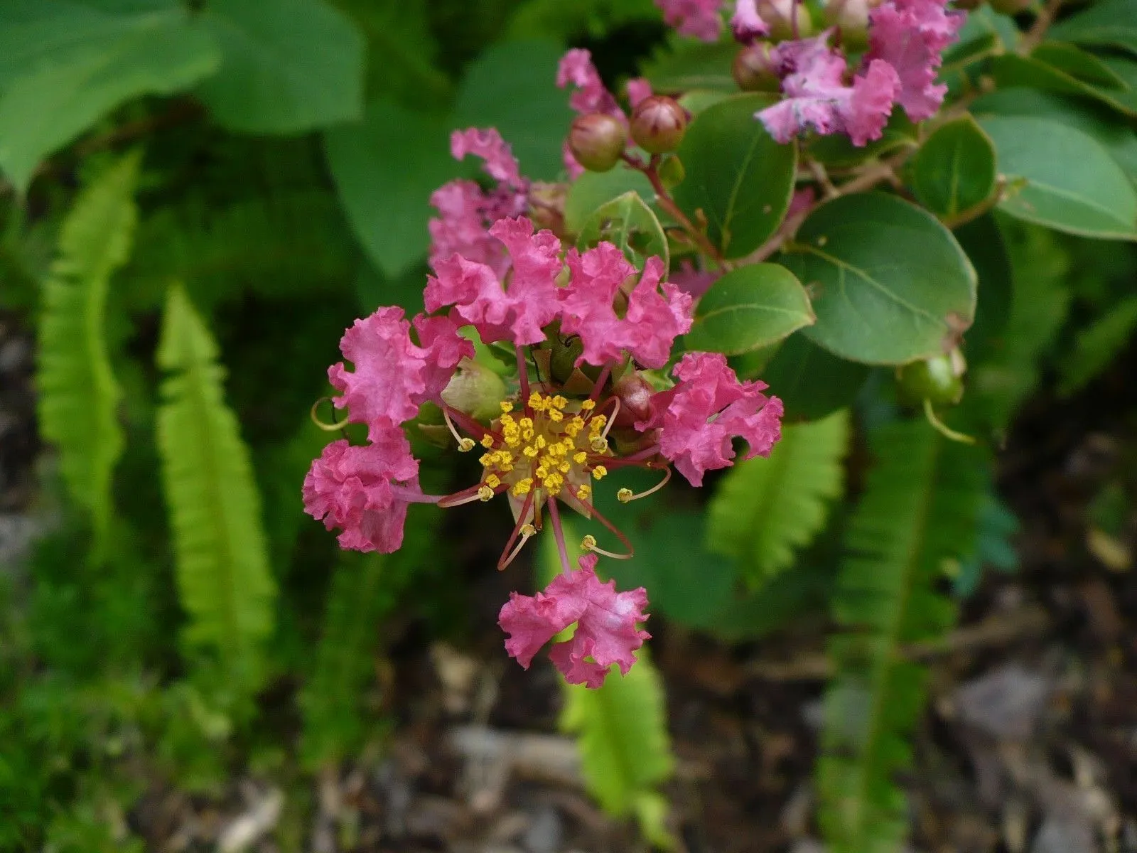 Pink Crape Myrtle Lagerstroemia indica 100 Seeds  USA Company