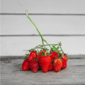 Rainbow Treasure Strawberry (F1 Hybrid)