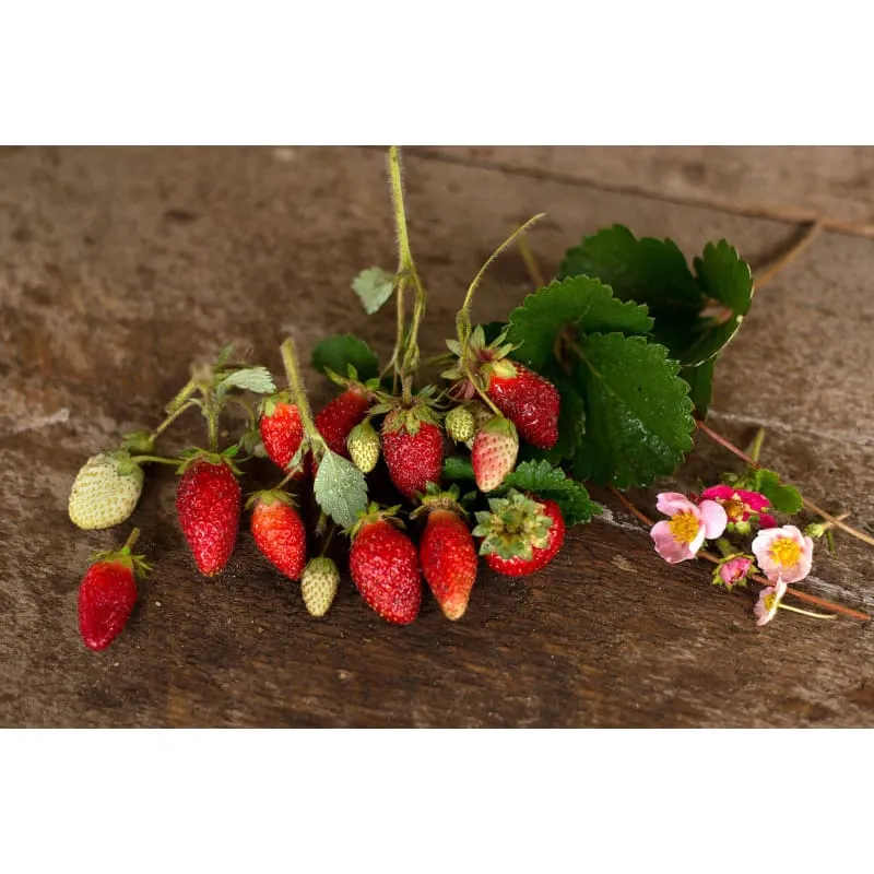 Rainbow Treasure Strawberry (F1 Hybrid)