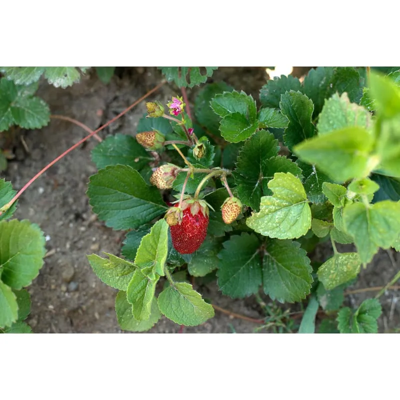 Rainbow Treasure Strawberry (F1 Hybrid)