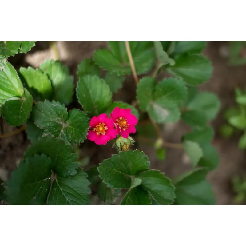Rainbow Treasure Strawberry (F1 Hybrid)