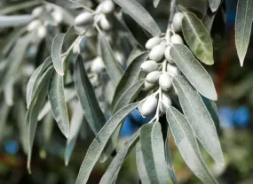 Russian Olive Silverberry Elaeagnus angustifolia 100 Seeds  USA Company