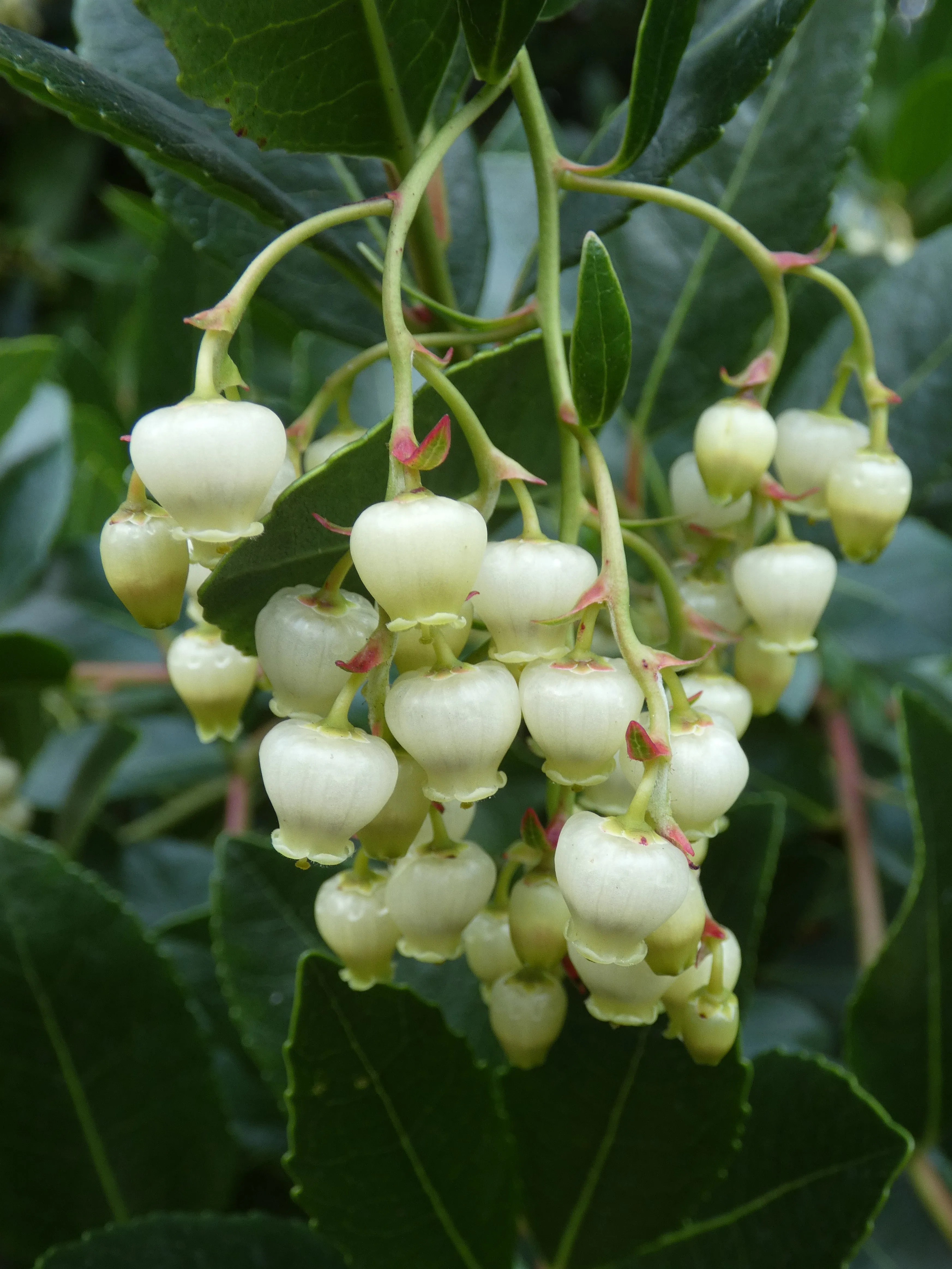 Strawberry Tree Arbutus unedo 200 Seeds  USA Company