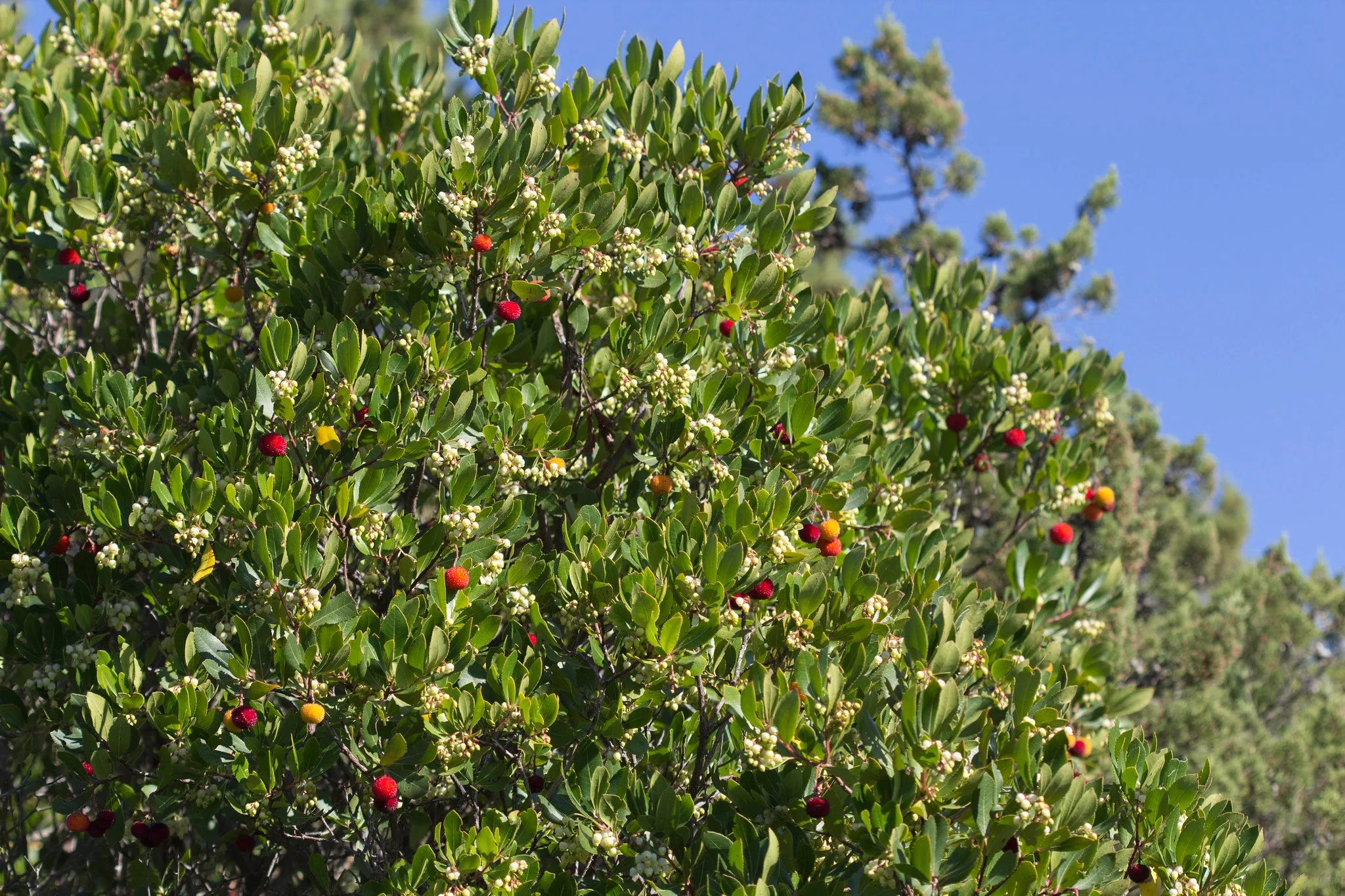Strawberry Tree Arbutus unedo 200 Seeds  USA Company