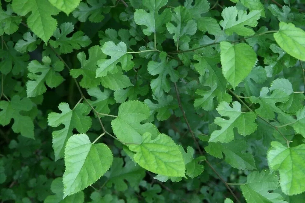 White Mulberry Morus alba 1000 Seeds  USA Company