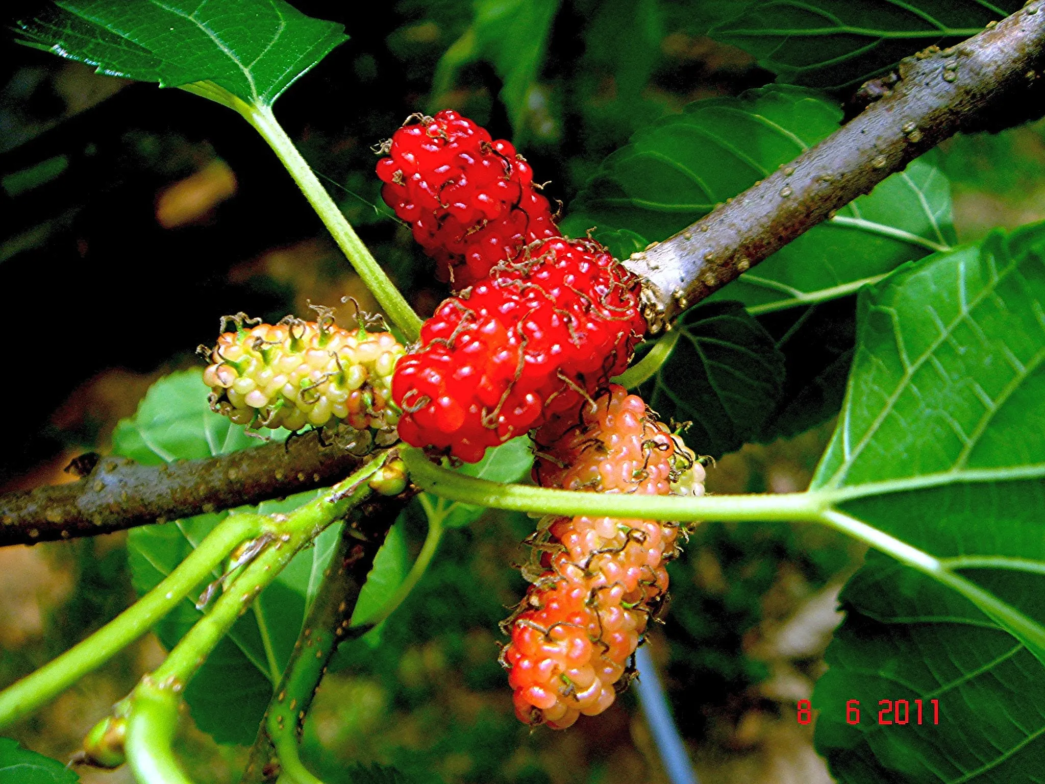 White Mulberry Morus alba 1000 Seeds  USA Company