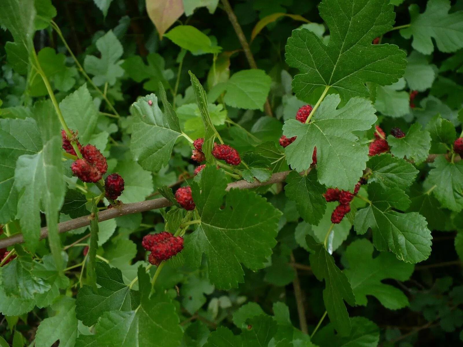 White Mulberry Morus alba 1000 Seeds  USA Company