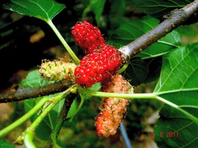 White Mulberry Morus alba 1000 Seeds  USA Company
