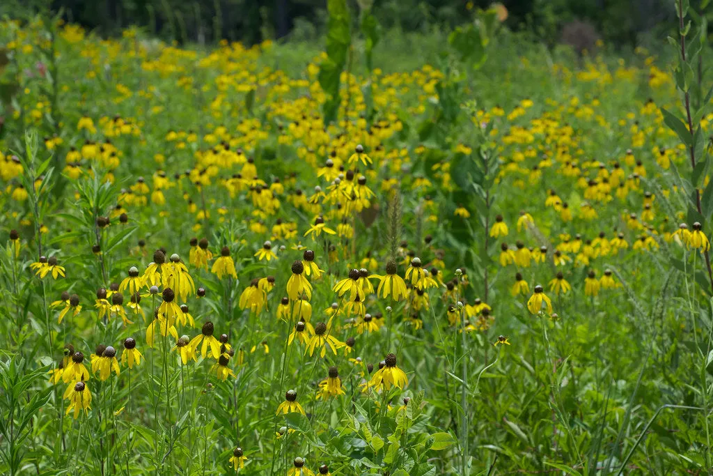 Yellow Coneflower  1000 Seeds  Ratibida pinnata