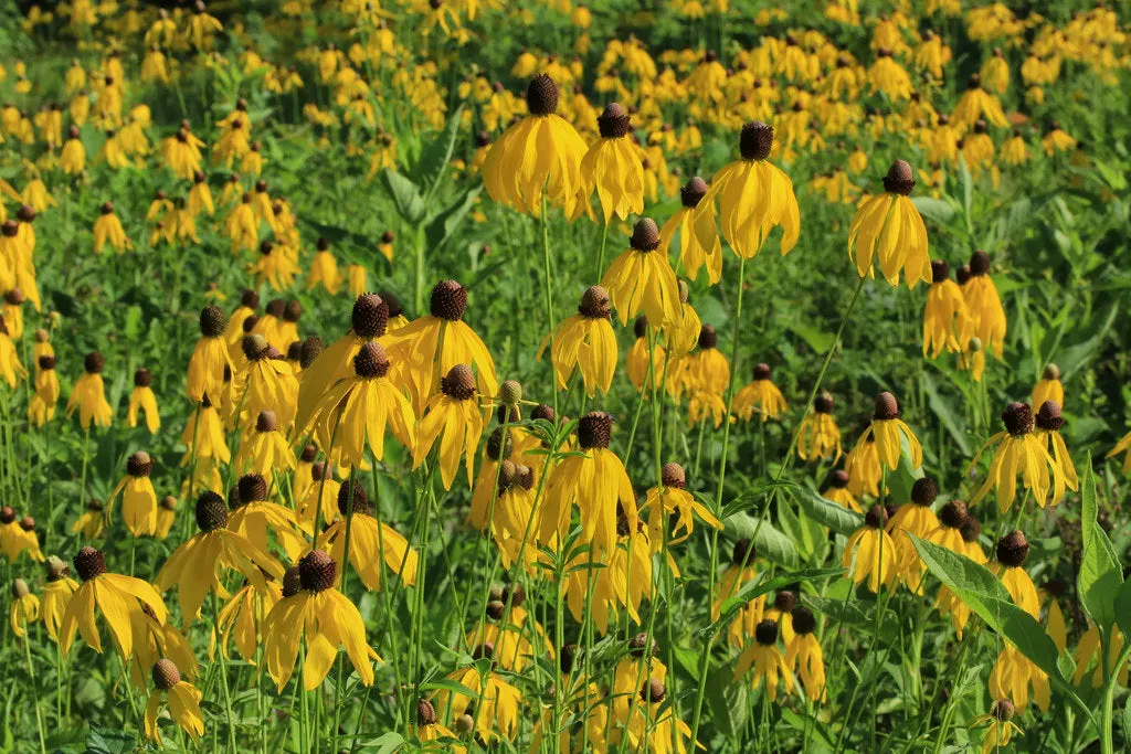 Yellow Coneflower  1000 Seeds  Ratibida pinnata